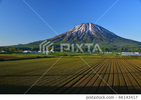 北海道俱知安町初代山的初夏風光和洋蔥田與雪 北海道俱知安町初代山的初夏風光和洋蔥田與雪 66143417