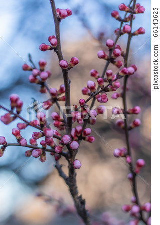 Amazing Pink Buds on Blooming Apricot tree in the Spring time 66143625