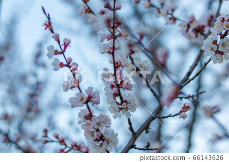 Spring pink-white flowers on Apricot tree branch. Apricot tree blooming close up on Blue Sky background Spring pink-white flowers on Apricot tree branch. Apricot tree blooming close up on Blue Sky background 66143626