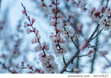 Apricot tree fairy spring blossoms. Spring pink-white flowers on apricot tree branch 66143627