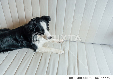 Funny portrait of cute smiling puppy dog border Funny portrait of cute smiling puppy dog border 66143660