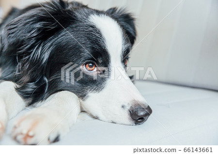 Funny portrait of cute smiling puppy dog border Funny portrait of cute smiling puppy dog border 66143661