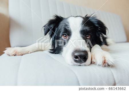 Funny portrait of cute smiling puppy dog border 66143662