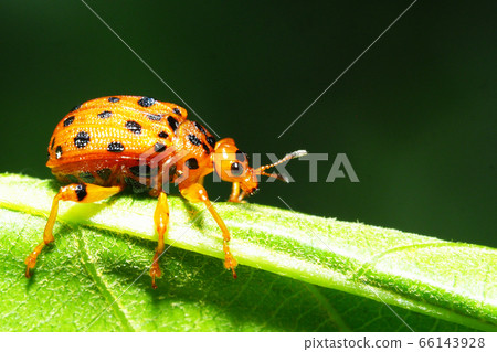 Gomadara Otsushibumi Gomadara Otsushibumi 66143928