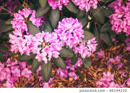 Viollet flowers in garden grate for floral 66144220