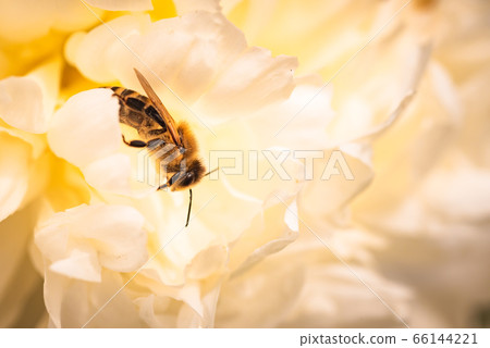 Honey Bee on bright White Yellow Peony Flower, Honey Bee on bright White Yellow Peony Flower, 66144221