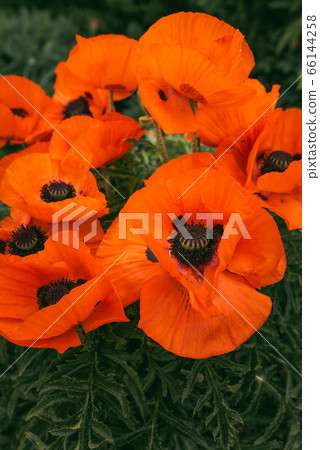 Beautifull vibrant huge poppy flowers growing 66144258