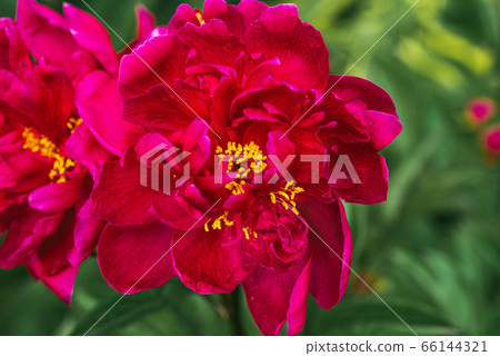 Purple peony flower head in garden. Natural light Purple peony flower head in garden. Natural light 66144321