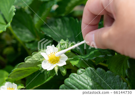 Strawberry Flower (Tochiotome) Home Garden Artificial Pollination May 66144730