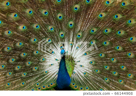 Bird、Summer、Outdoor、Wild、Beak、Feather、Black、Black、Animal、Nature、Green、Bird、Wild animal、Black、Outdoor、Green、 66144908