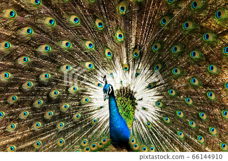 Bird、Summer、Outdoor、Wild、Beak、Feather、Black、Black、Animal、Nature、Green、Bird、Wild animal、Black、Outdoor、Green、 66144910