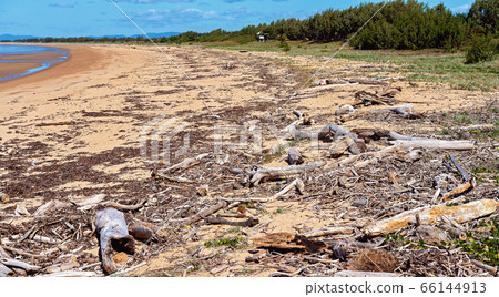Driftwood On Long Sandy Beach 66144913