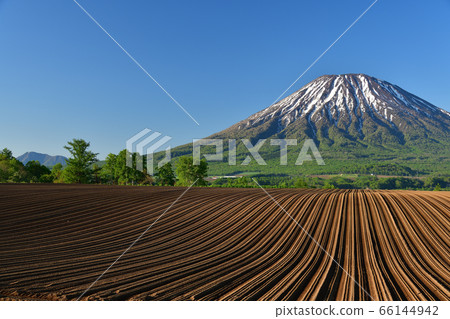 Early summer scenery of Mt.Yotei and ridges of cultivated fields in Kutchan, Hokkaido in early summer 66144942