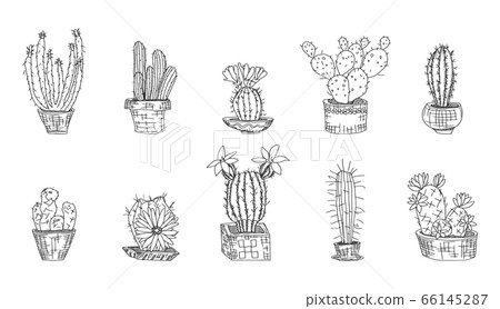 selection of cacti on a white background. Doodle - Stock Illustration ...