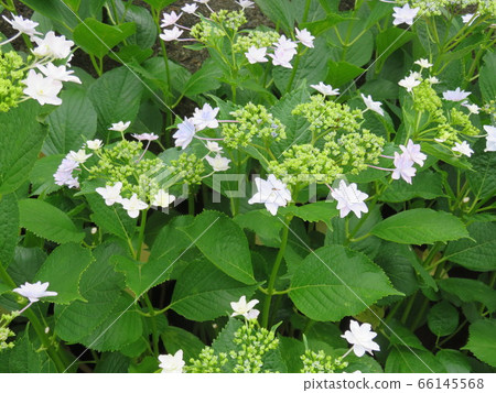 繡球花 繡球花 66145568