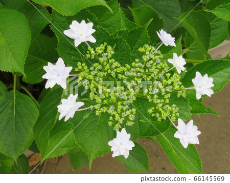 繡球花 繡球花 66145569
