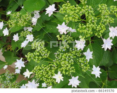 繡球花 繡球花 66145570