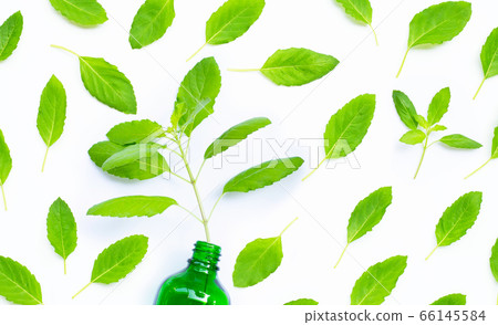 Fresh sweet basil leaves on white background. 66145584