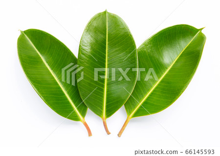 Rubber plant leaves on white Rubber plant leaves on white 66145593