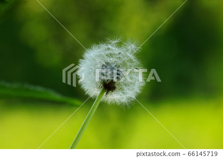 Grass、Spring、Summer、Outdoor、Flower、Seed、Flower、Seed、Dandel、Enlarged、Nature、Green、Green、Outdoor、Close-up、Green、Bar Grass、Spring、Summer、Outdoor、Flower、Seed、Flower、Seed、Dandel、Enlarged、Nature、Green、Green、Outdoor、Close-up、Green、Bar 66145719