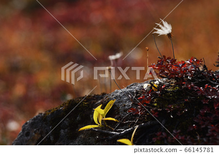 Gingulma autumn leaves (Ginsendai, Hokkaido) Gingulma autumn leaves (Ginsendai, Hokkaido) 66145781