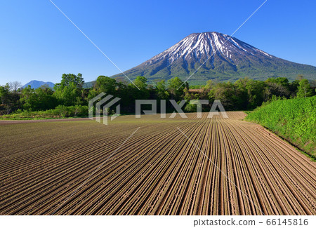 Early summer scenery of Mt.Yotei and the newly transplanted beet field in Kutchan, Hokkaido in early summer Early summer scenery of Mt.Yotei and the newly transplanted beet field in Kutchan, Hokkaido in early summer 66145816