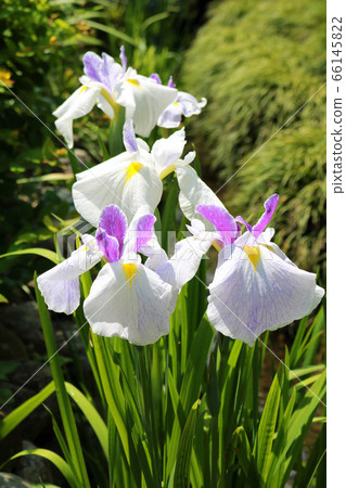 Flower iris in full bloom (vertical position) 66145822