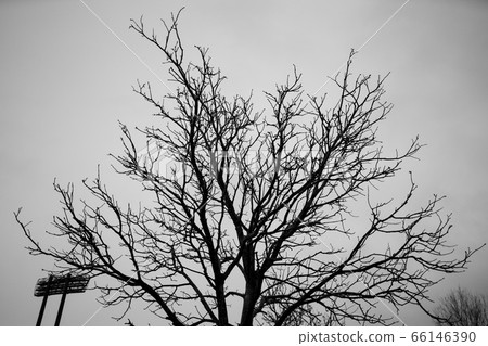 Natural tree park empty space 66146390