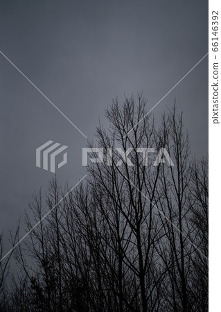 Natural tree park empty space Natural tree park empty space 66146392