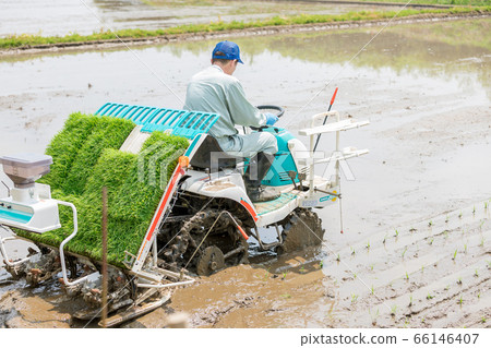 一個農民經營水稻插秧機 一個農民經營水稻插秧機 66146407