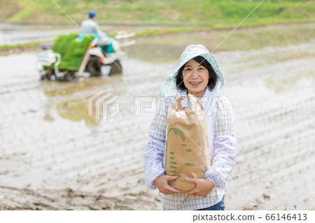 水稻種植和水稻收成圖像 水稻種植和水稻收成圖像 66146413