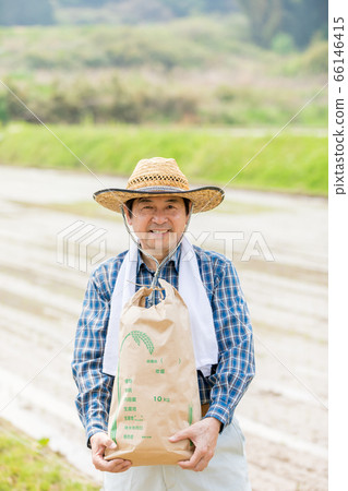Rice planting and rice harvest image 66146415