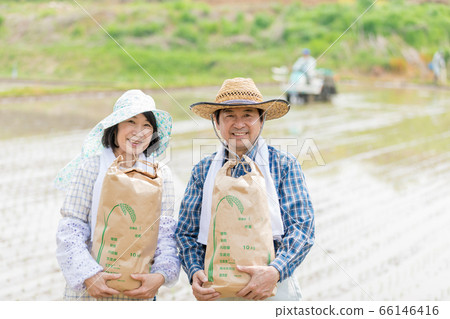 Rice planting and rice harvest image Rice planting and rice harvest image 66146416