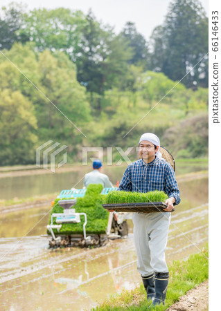 A man who carries seedlings to be replenished in a rice transplanter in advance A man who carries seedlings to be replenished in a rice transplanter in advance 66146433