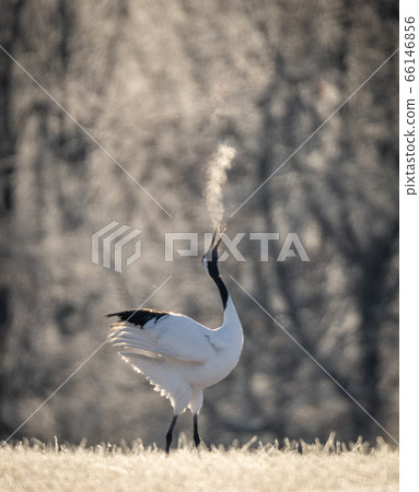 Single Japanese red-crowned crane dancing and breathing in cold in Hokkaido 66146856