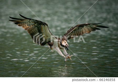 An osprey diving into water and hunting fish with curved claws An osprey diving into water and hunting fish with curved claws 66146858