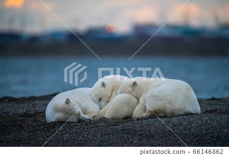 Three cute fluffy white polar bears sleeping on each other 66146862