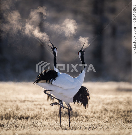 Two Japanese red-crowned cranes dancing and breathing in cold in Hokkaido 66146863