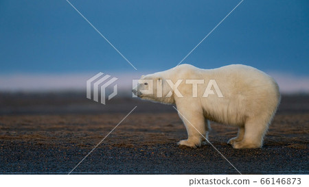 A lonely polar bear standing on the ground in Alaska A lonely polar bear standing on the ground in Alaska 66146873