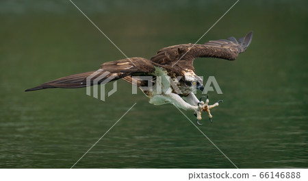 An osprey (Pandion Haliaetus) hunting fish in Sindian, Taipei 66146888