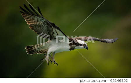 An osprey (Pandion Haliaetus) hunting fish in Sindian, Taipei An osprey (Pandion Haliaetus) hunting fish in Sindian, Taipei 66146892