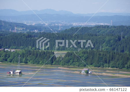 Paddy field Paddy field 66147122