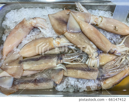 Frozen fresh squid on ice selling at seafood market Frozen fresh squid on ice selling at seafood market 66147412