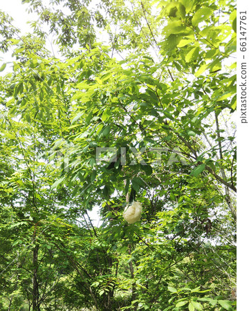 莫里亞樹蛙蛋 莫里亞樹蛙蛋 66147761