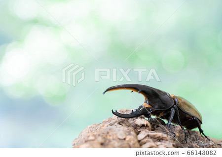 Hercules giant monkey 66148082