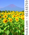 向日葵和富士山777773 66148769