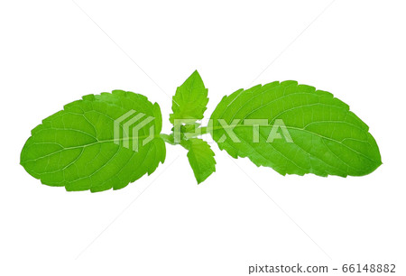 Basil leaves isolated on white background Basil leaves isolated on white background 66148882