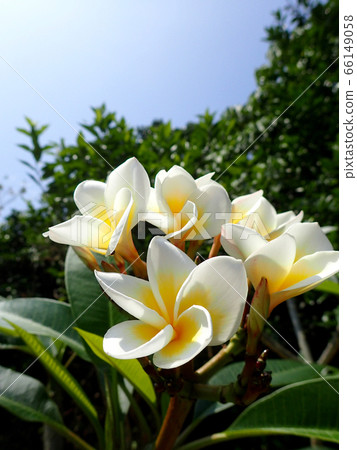 White plumeria White plumeria 66149058