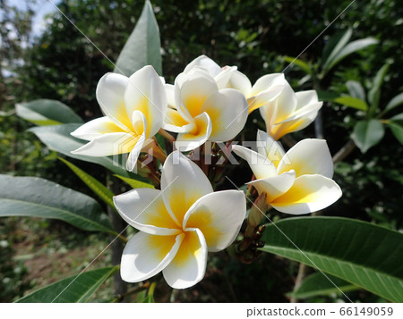 White plumeria White plumeria 66149059