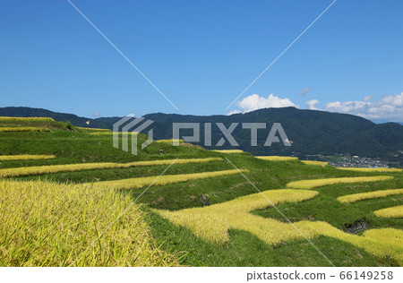信州Obasute水稻梯田 66149258